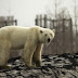 Εικόνες σοκ: Η κλιματική αλλαγή έφερε πολική αρκούδα σε πόλη στη Σιβηρία