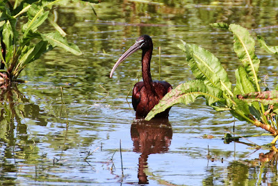 Wylpreager - Zwarte Ibis - Plegadis falcinellus