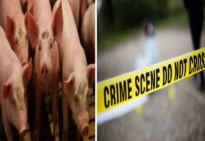 News, National, National-News, Crime, Crime-News, Jharkhand News, Jhanjhi Tola News, Ormanjhi News, Killed, Women, Family, Pig, Jharkhand: 3 of family killed after pigs destroy crops.