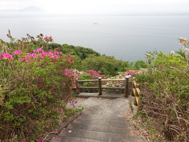 島根県松江市美保関町美保関　五本松公園　ツツジ（躑躅）