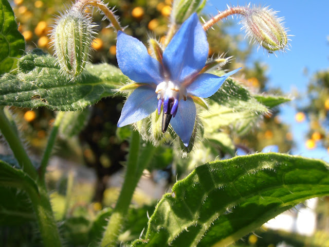 FLORES COMESTIBLES