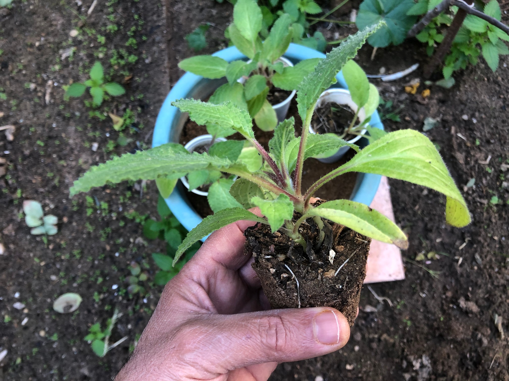 You should transplant your borage seedlings to a large container once your borage plants get between 3 – 5 inches tall. This will take approximately 6 to 8 weeks after you first plant your borage seeds indoors.