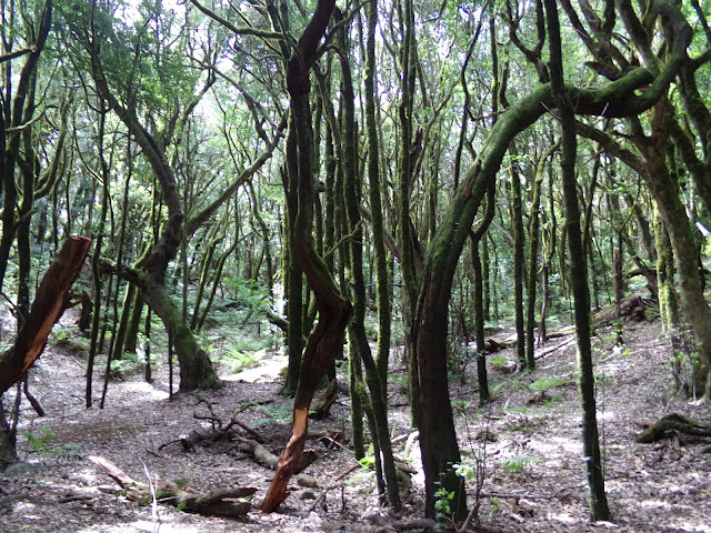 Wald im Garajonay Nationalpark auf La Gomera