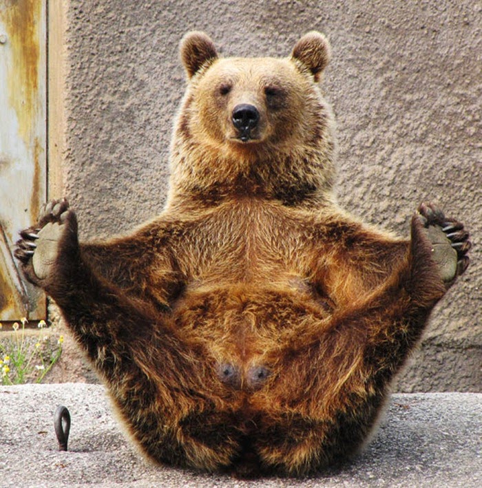 The Bear Who Practices Yoga