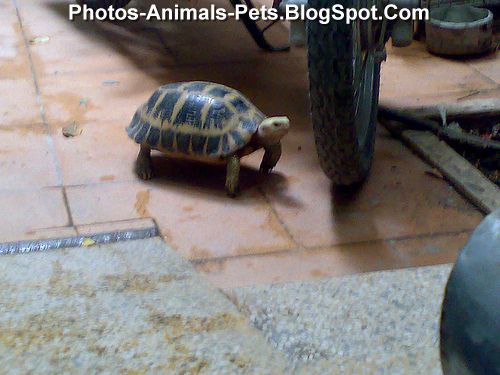 Images of turtles