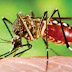 Alerta Dengue, identifican en el Conurbano mosquitos resistentes a los insecticidas: