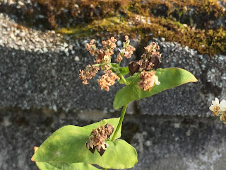 お店の前にある夏そばの花に、黒いそばの実がなりました。