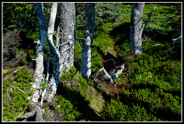 Nova Scotia, Gaff Point