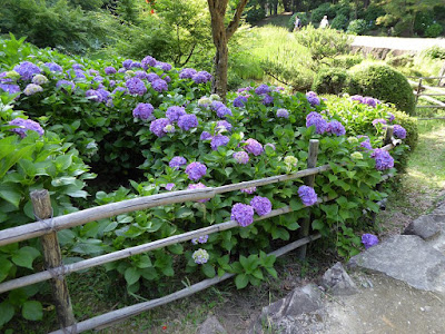 山田池公園のあじさい園