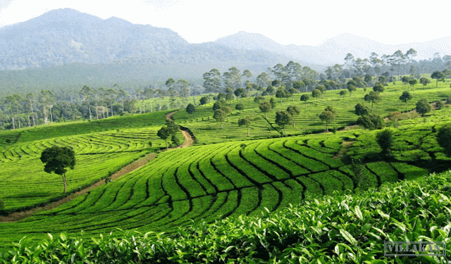 Kebun-Teh-Sukawana