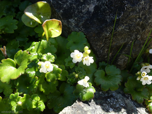 31: small white flowers with five petals and thick leaves