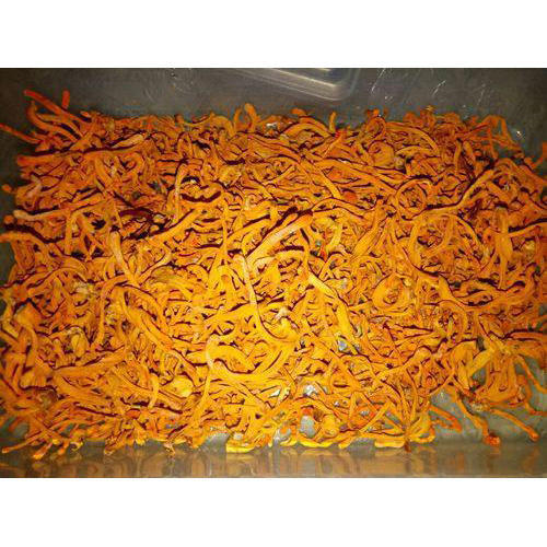 Where to sell cordyceps militaris in India |  Cordyceps mushrooms | Biobritte mushrooms