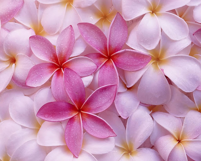 Beautiful Flowers Wallpapers