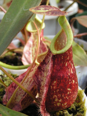 Nepenthes Rafflesiana