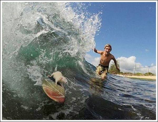 The Smallest Surfer