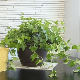 Fallen angel's Ivy plant dangerous for pets, pet insurance NHS uk free, best pet insurance, http://www.costafarms.com/CostaFarms/Hedera-Dark-Pittsburgh-Exotic-Angel-Plants-houseplant-Costa-Farms.jpg?height=257&width=256&scale=both&crop=auto