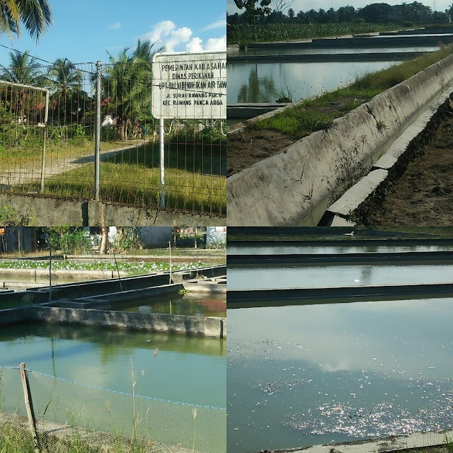 Dinas Perikanan Akan Gandeng Universitas Asahan Dalam Meningkatkan Kwalitas Pada Balai Benih Ikan Air Tawar