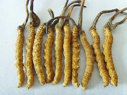 The Benefits of Cordyceps Sinensis