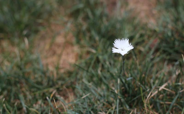 Dianthus Plumarius Flowers Pictures