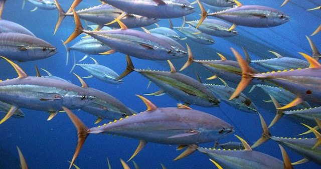 ikan tuna ekor kuning