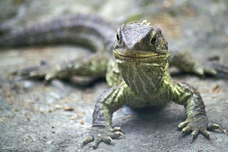 tuatara