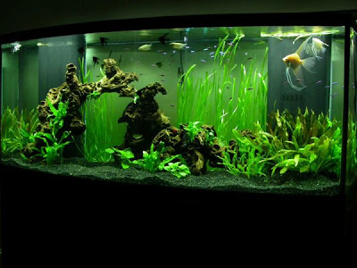 Aquascape 3