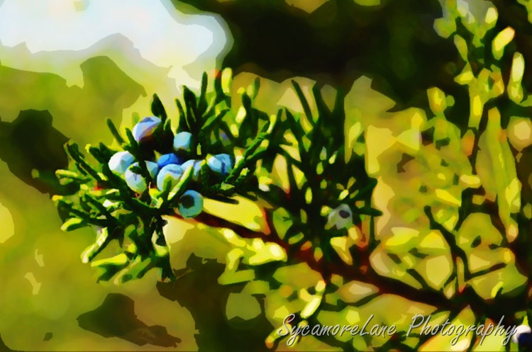 Watercolor juniper berries-w