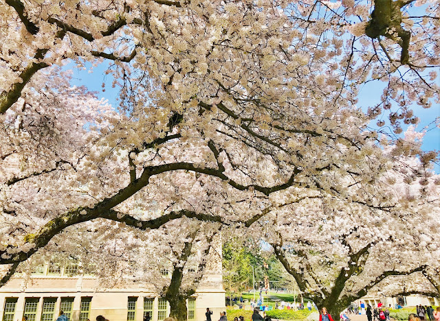 University of WA, Cherry Blossoms, Seattle WA, Visit Seattle