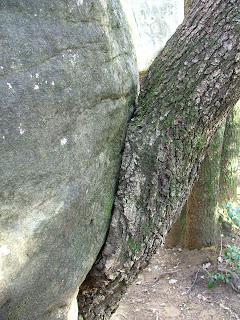 la bise d'un arbre à un rocher