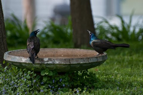 common grackle bird. house common grackle bird.