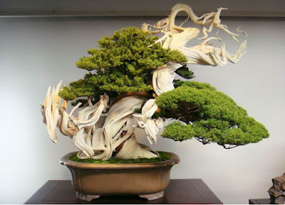 Deretan Pohon Bonsai Jepang yang mengagumkan