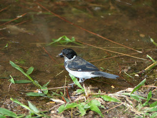 Sporophile variable - Sporophila corvina 