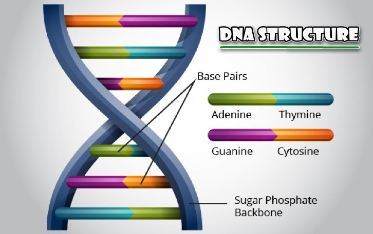 Dna Structure