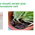 When Aerate your houseplant soil