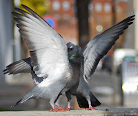 Paloma bravía (Columba livia)