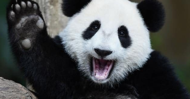 16 Fakta Menarik Tentang Binatang  Panda  Icon Negeri China 