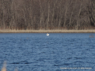 Mute Swan, Common Goldeneye Moulting