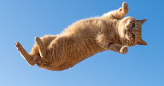 El equilibrio de los gatos y cómo aterrizan siempre parados
