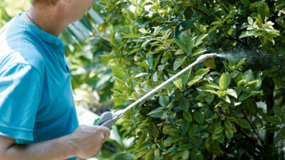 Spraying lemon trees with foliar feed