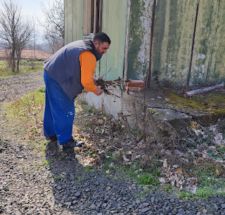 Clearing weeds