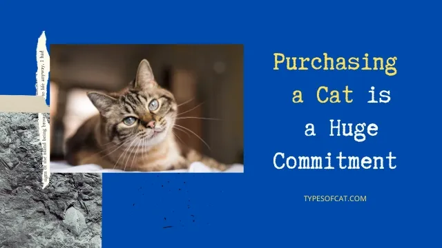 purchasing a cat