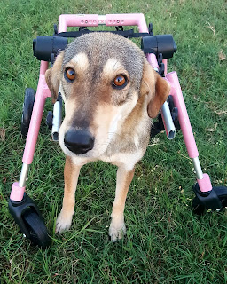 Indy, una cachorra discapacitada rescatada que ama su nueva vida en silla de ruedas