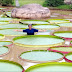 Taman Bunga Water Lily..Besarnya!!!