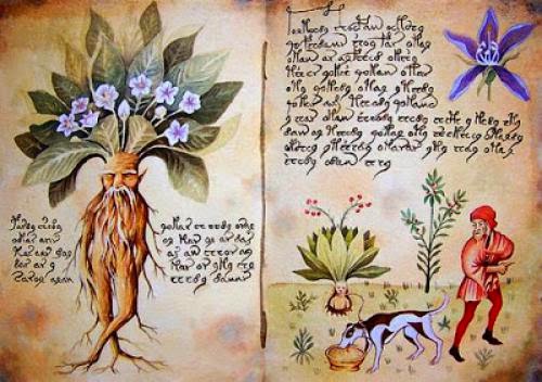 Mandrake Tree Of Knowledge