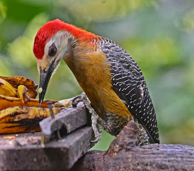 Carpintero jamaiquino Melanerpes radiolatus