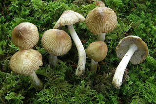 Inocybe fastigiata - Inocybe fastigiata