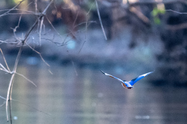 An Bui 2024 Dong Thap - Black Capped Kingfisher (Sả đầu đen)