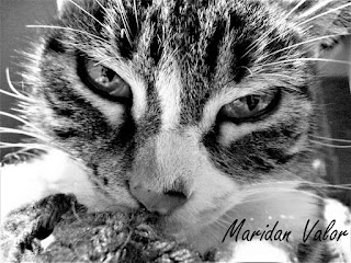 Mostly Black and White Cat Photos; by Maridan Valor of Night Sea 90