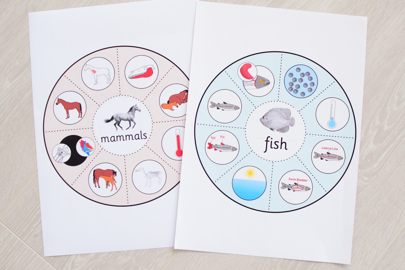 SPRING ACTIVITIES: VERTEBRATES CLASSIFICATION