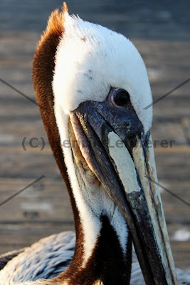 Pelican